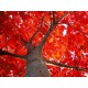 Red Oak 10Ml