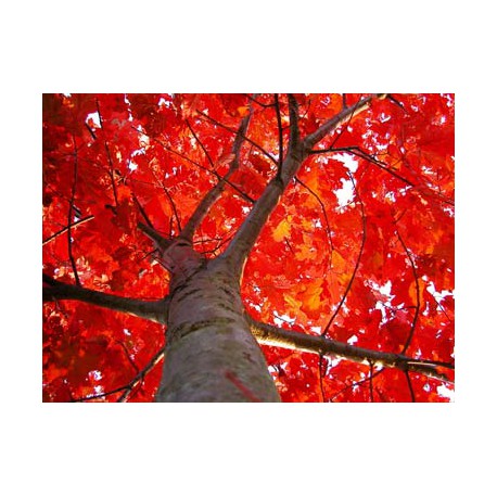 Red Oak 10Ml