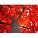 TPA - Red Oak