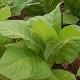 DK Tobacco Base - TPA - 