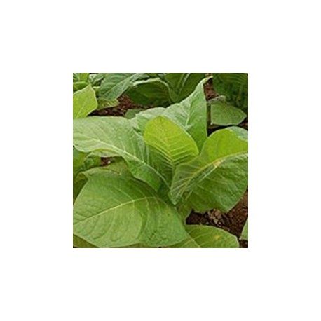 DK Tobacco Base - TPA - 