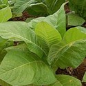 TPA - DK Tobacco Base (version 2)