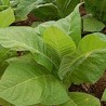 DK Tobacco Base - TPA - 