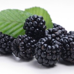 TPA - Blackberry ( zarzaaamora)
