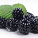 TPA - Blackberry ( zarzaaamora)