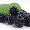 Tutti Frutti -tpa-