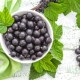 Black Currant - Tpa -