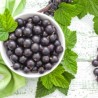 Black Currant - Tpa -