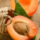Apricot - tpa - damasco