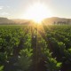 Sunrise tabacco- fw-