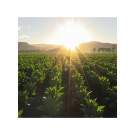 Sunrise tabacco- fw-