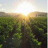 Sunrise tabacco- fw-