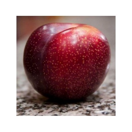 Plum - FW-