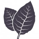 FA - Latakia