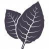 Latakia - Fa
