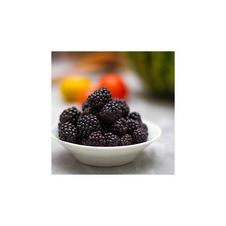 Boysenberry - TPA