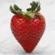 Strawberry - FW