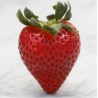 Strawberry - FW