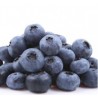 Blueberry - FW -