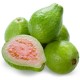 Guava TPA -