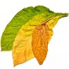 Usa Red Mix - Hangsen-