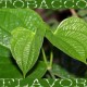 Stag Leaf tobaco - FW