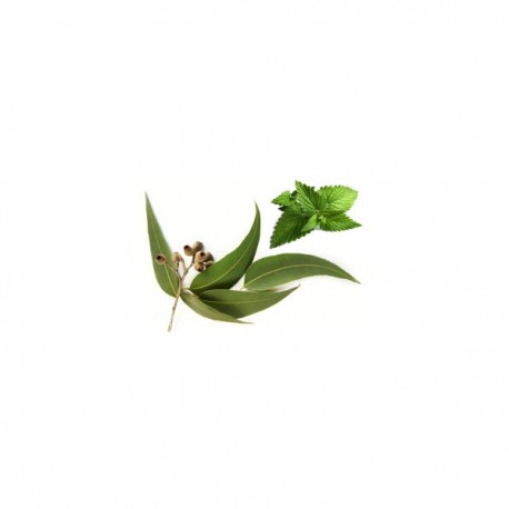 Eucalipto - Menta - INW