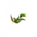 INW - Eucalipto - Menta