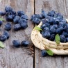 Huckleberry - tpa -